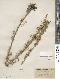 Ipomopsis aggregata subsp. aggregata image