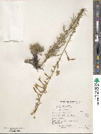 Ipomopsis aggregata subsp. aggregata image