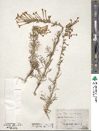 Ipomopsis aggregata subsp. aggregata image