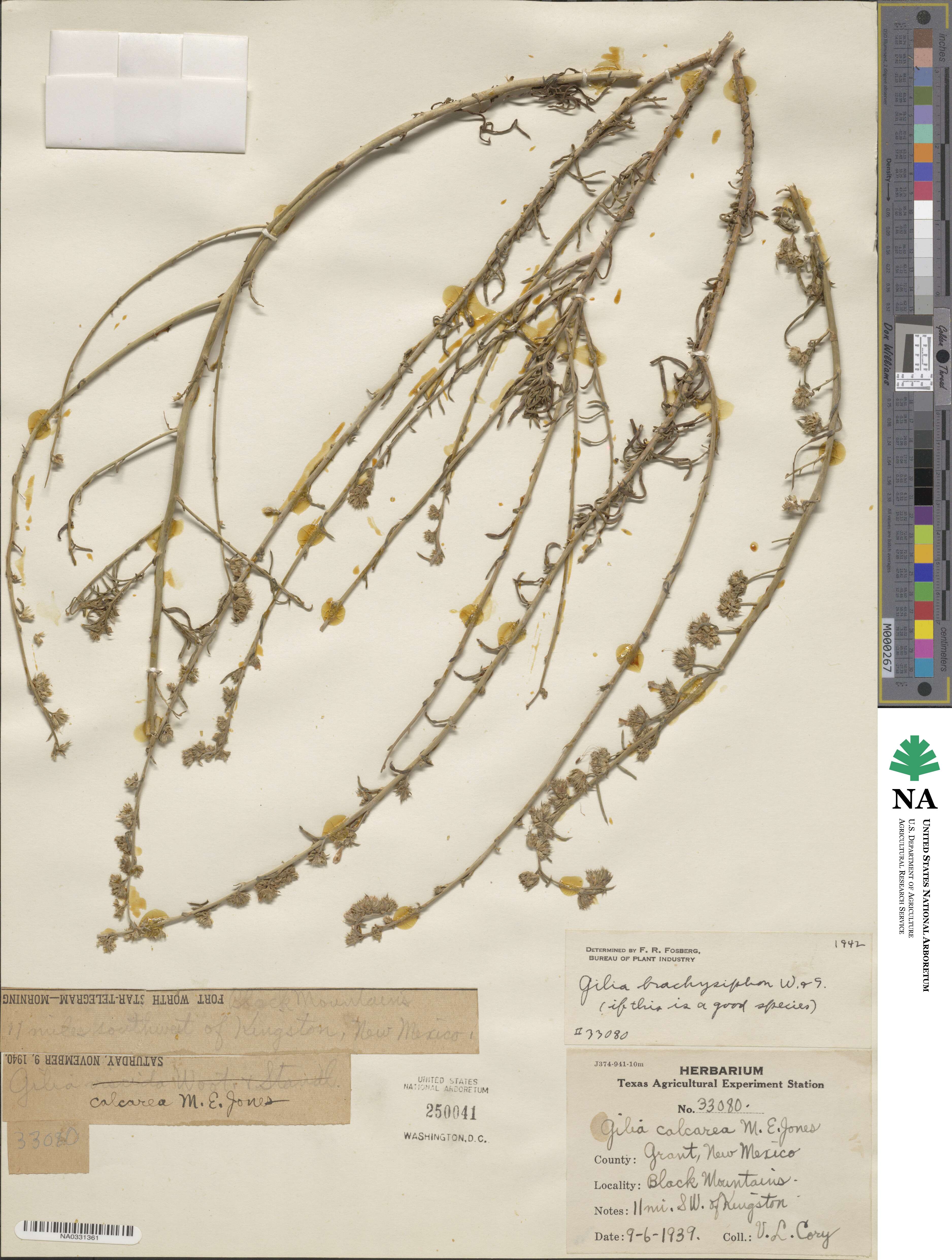 Ipomopsis multiflora subsp. brachysiphon image