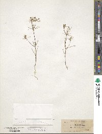 Linanthus bigelovii image