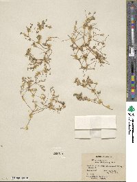 Leptosiphon chrysanthus subsp. chrysanthus image