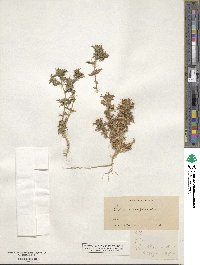 Navarretia atractyloides image