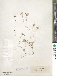 Collomia tinctoria image