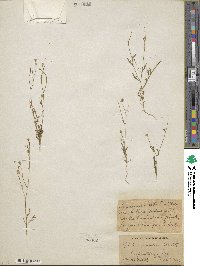 Gilia tenuiflora image