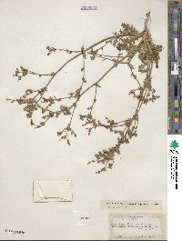 Gilia brecciarum image