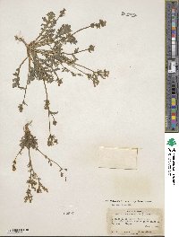 Gilia brecciarum image