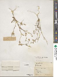 Gilia brecciarum image