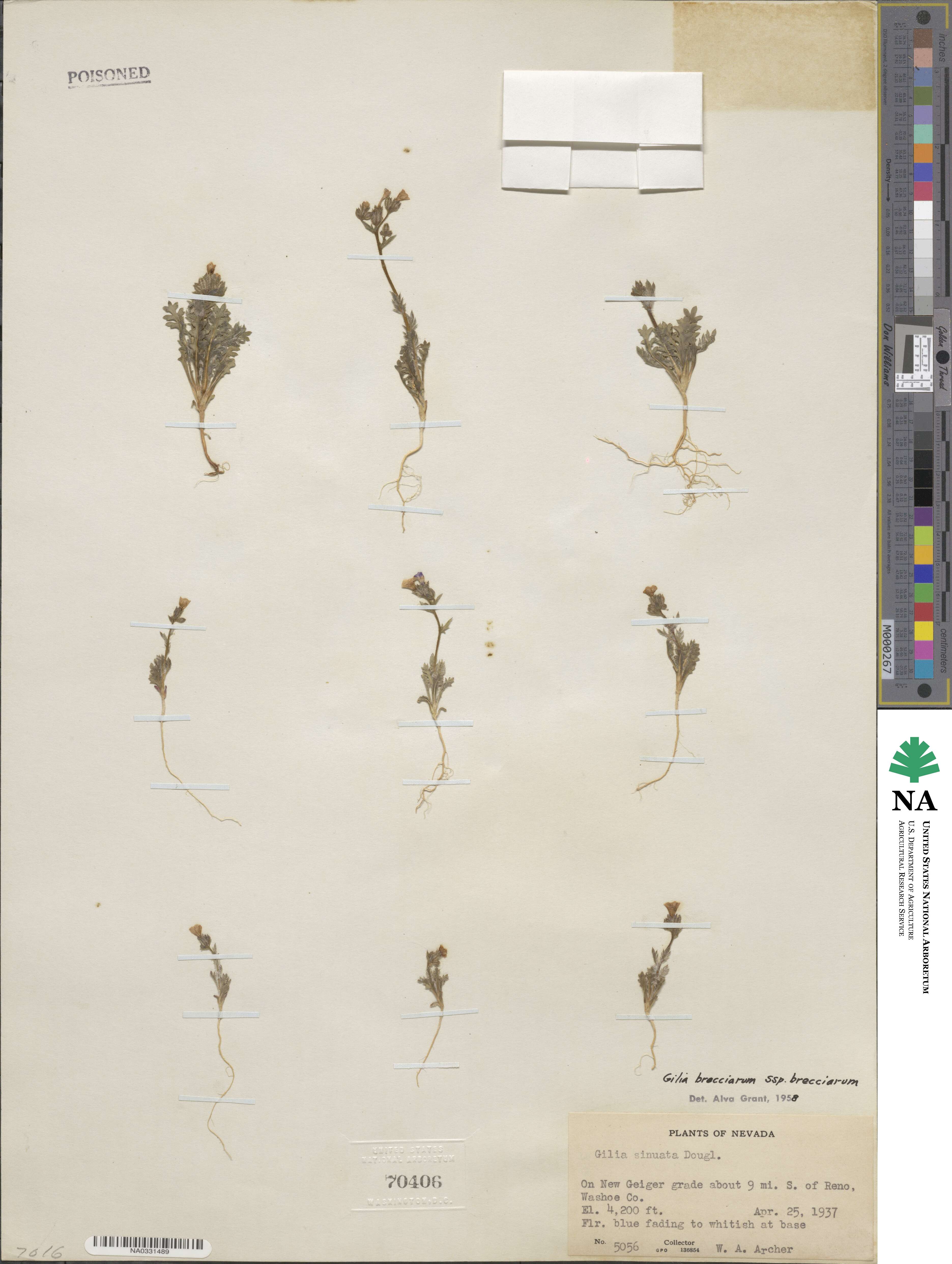 Gilia brecciarum image