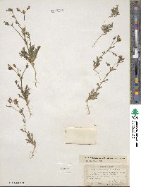 Gilia brecciarum image