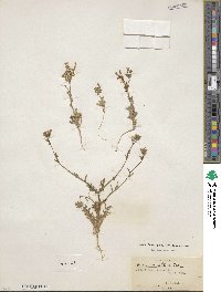 Gilia brecciarum image