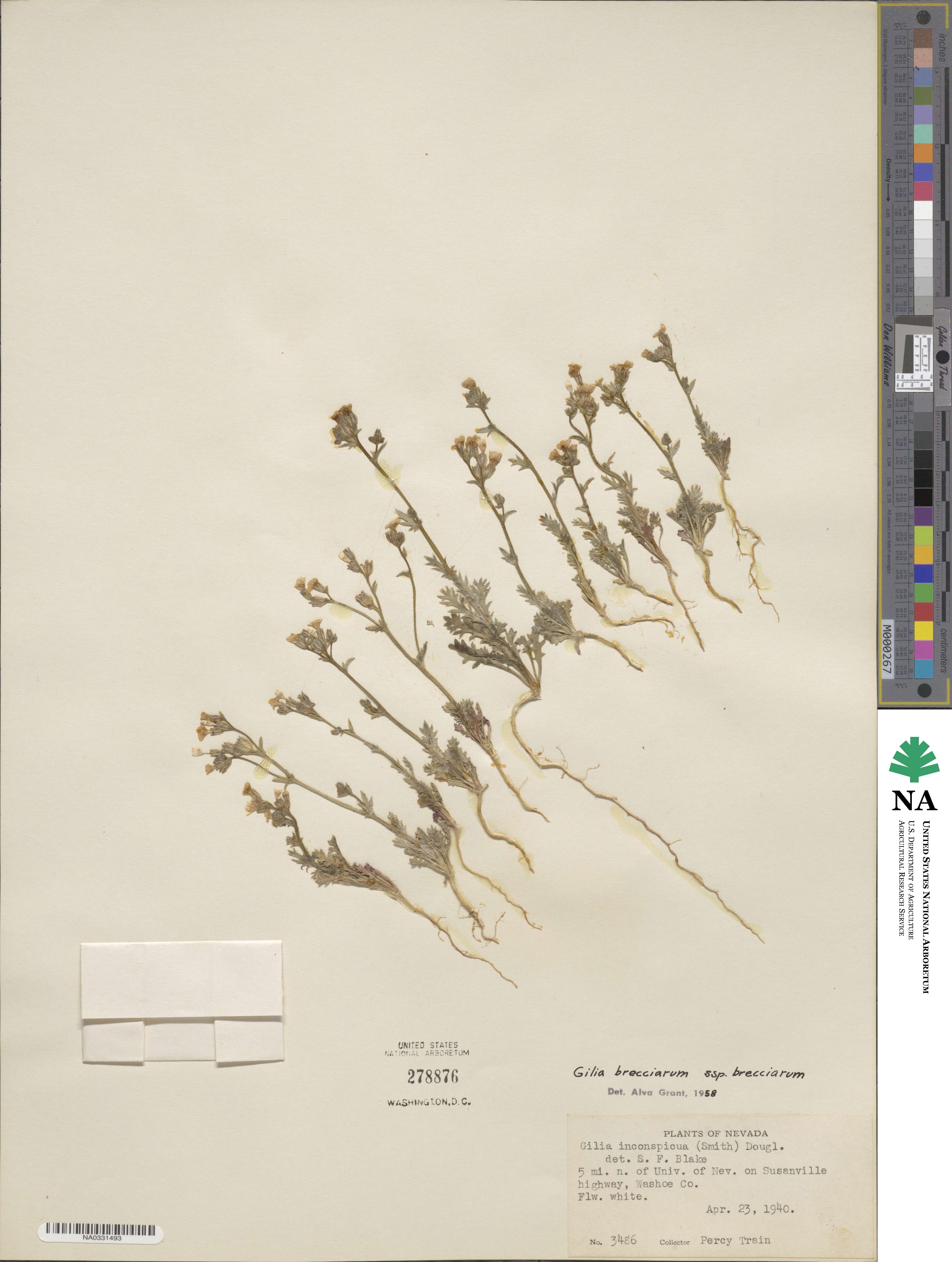 Gilia brecciarum image