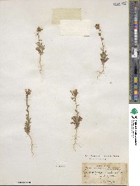 Gilia brecciarum image