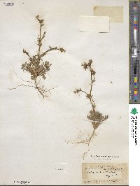 Gilia brecciarum image