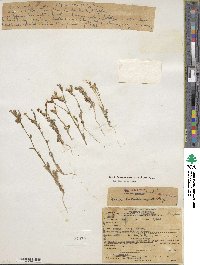 Gilia brecciarum image