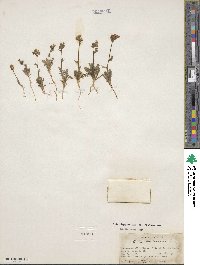 Gilia brecciarum image