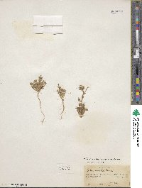 Gilia brecciarum image