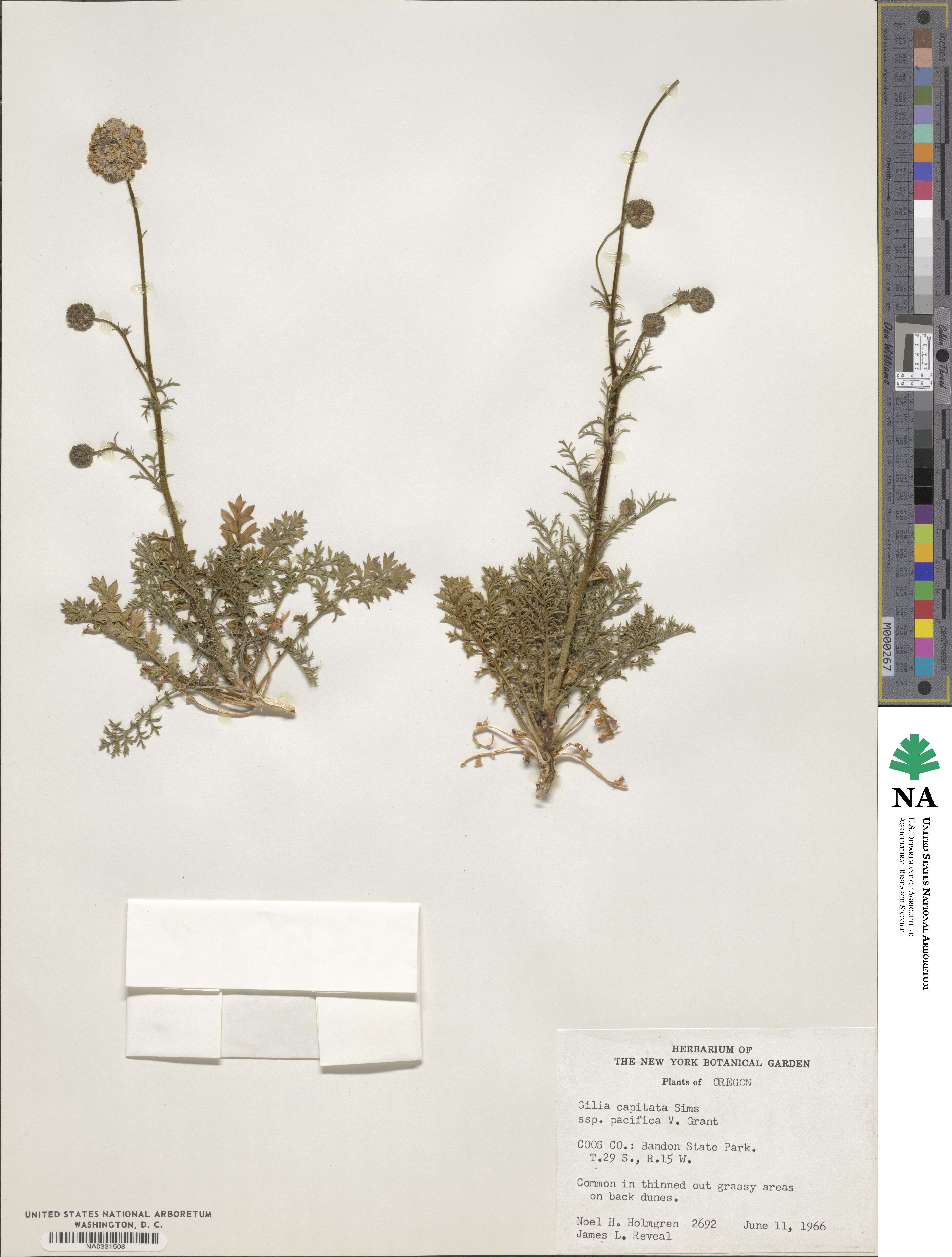 Gilia capitata subsp. pacifica image