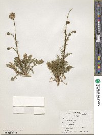 Gilia capitata image