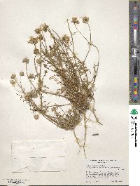 Gilia capitata image