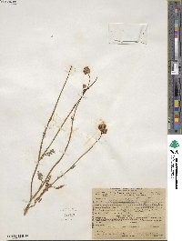 Gilia capitata image