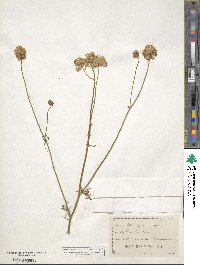 Gilia capitata image