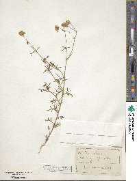 Gilia capitata image