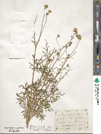 Gilia capitata image