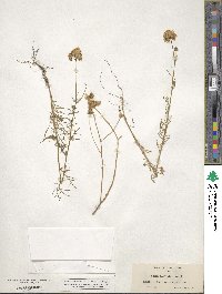 Gilia capitata image