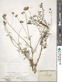 Gilia capitata image