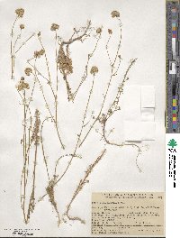 Gilia capitata image