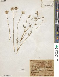 Gilia capitata image