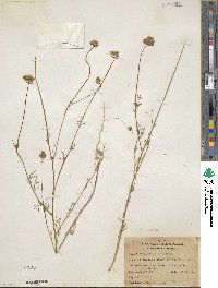 Gilia capitata image