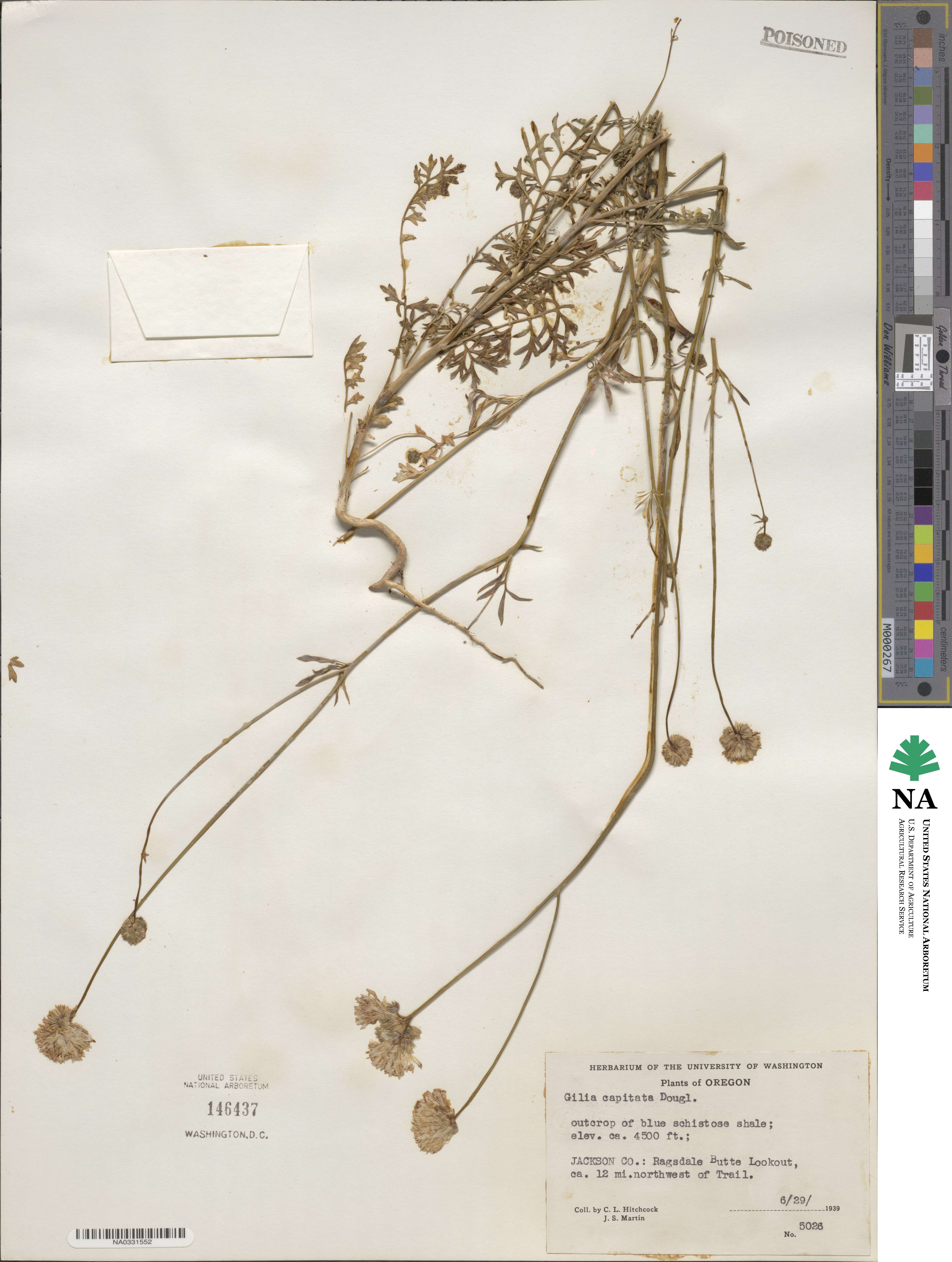 Gilia capitata image
