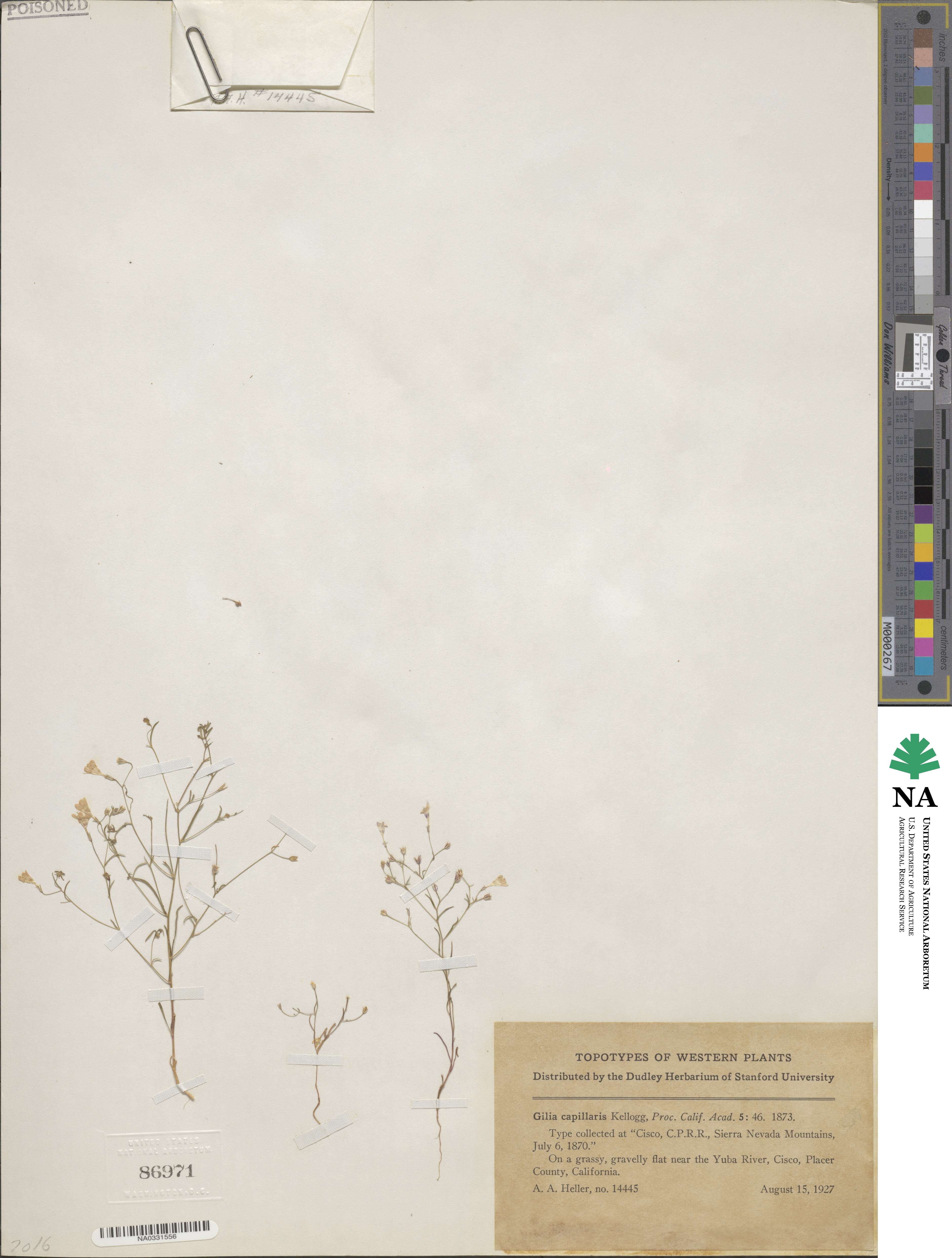 Allophyllum capillare image