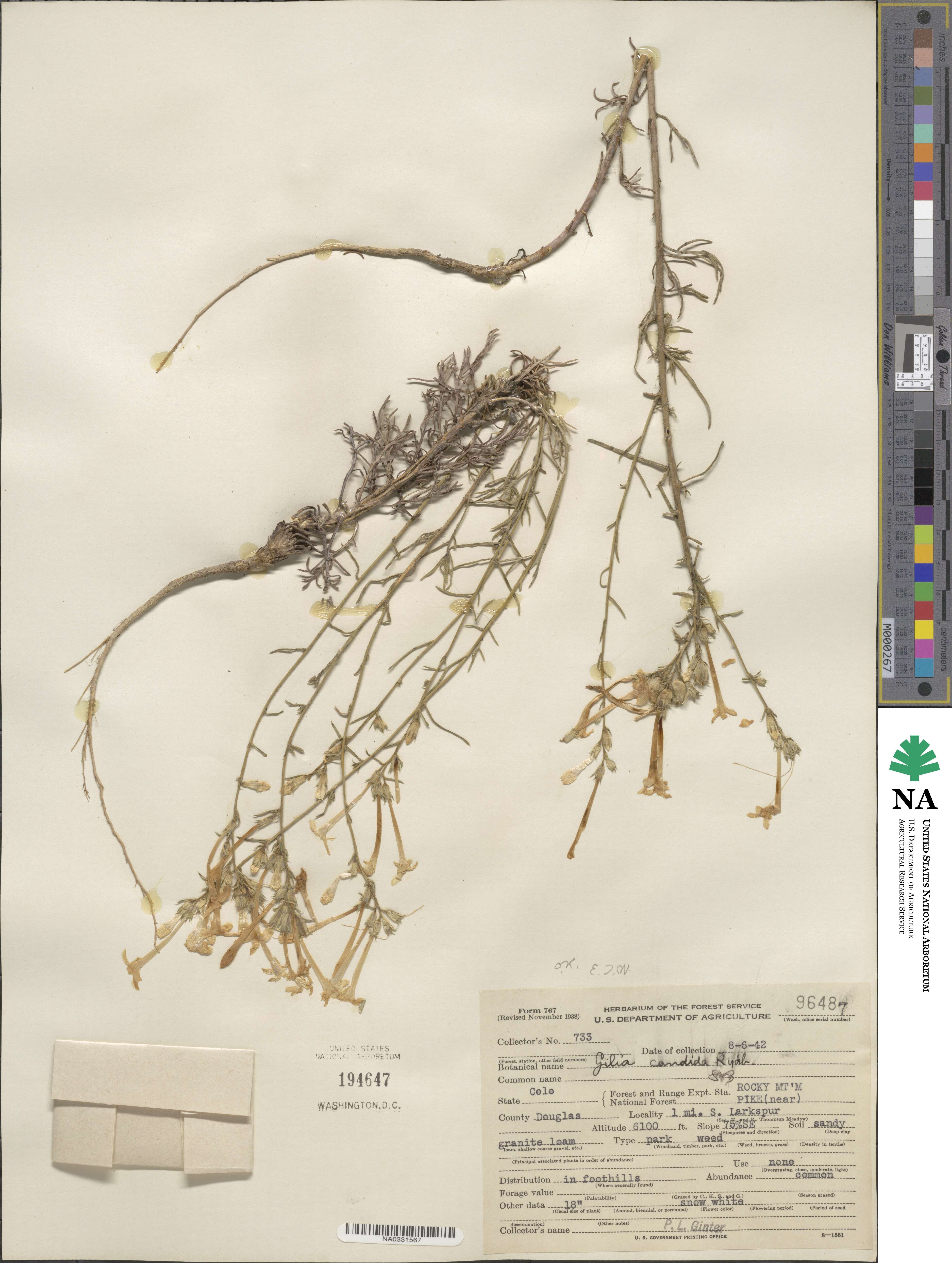 Ipomopsis aggregata subsp. candida image