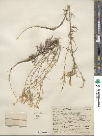 Ipomopsis aggregata subsp. candida image