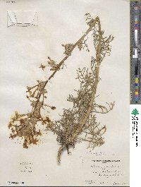 Ipomopsis aggregata image