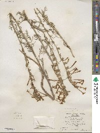 Ipomopsis aggregata subsp. candida image