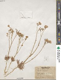 Gilia latiflora subsp. davyi image