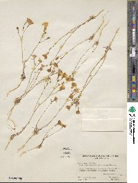 Gilia latiflora image