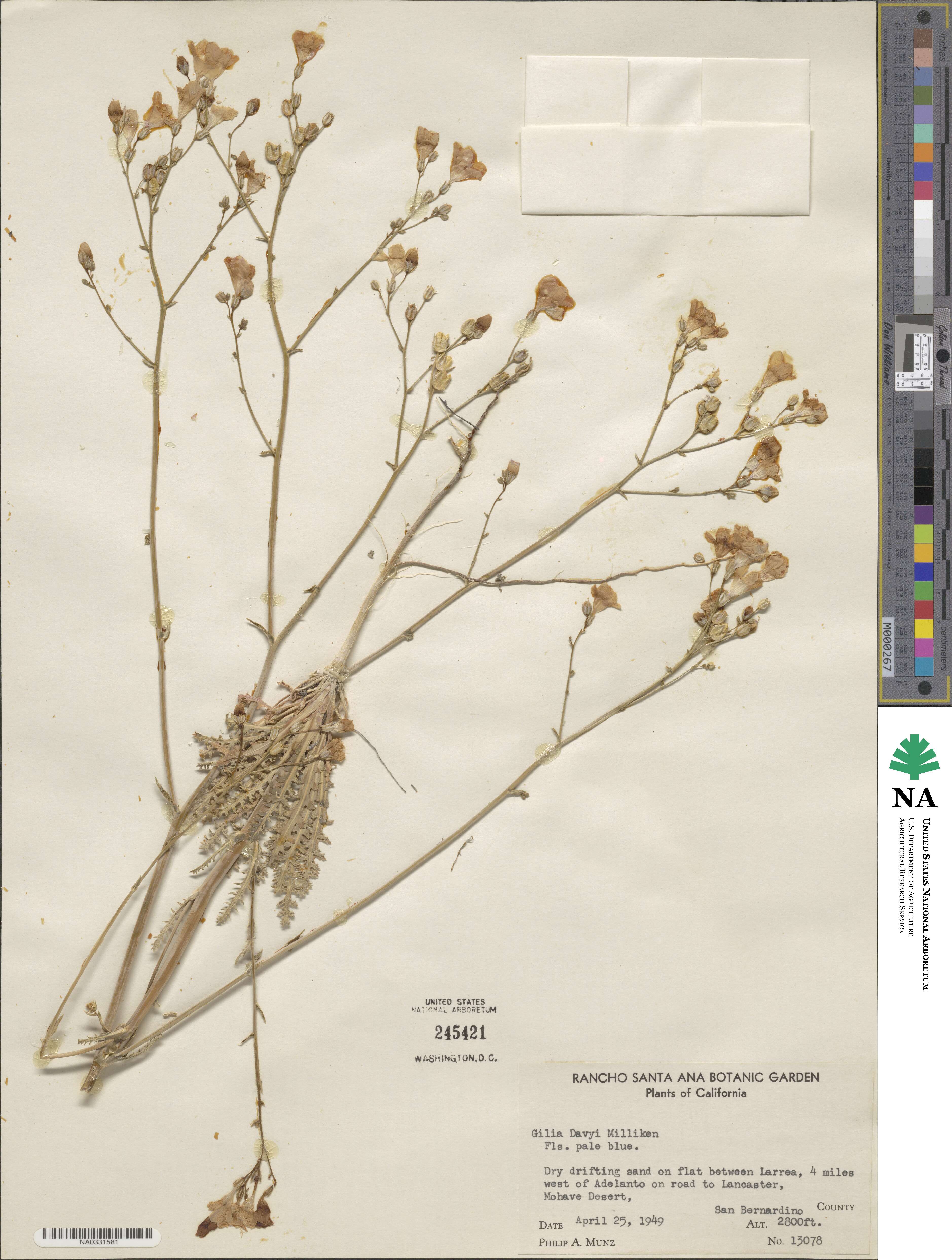 Gilia latiflora subsp. davyi image