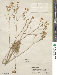 Gilia latiflora subsp. davyi image