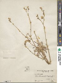 Gilia latiflora subsp. davyi image