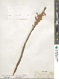 Ipomopsis rubra image