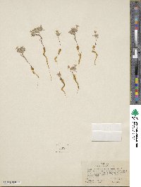 Eriastrum eremicum subsp. eremicum image