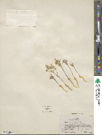 Eriastrum eremicum subsp. eremicum image