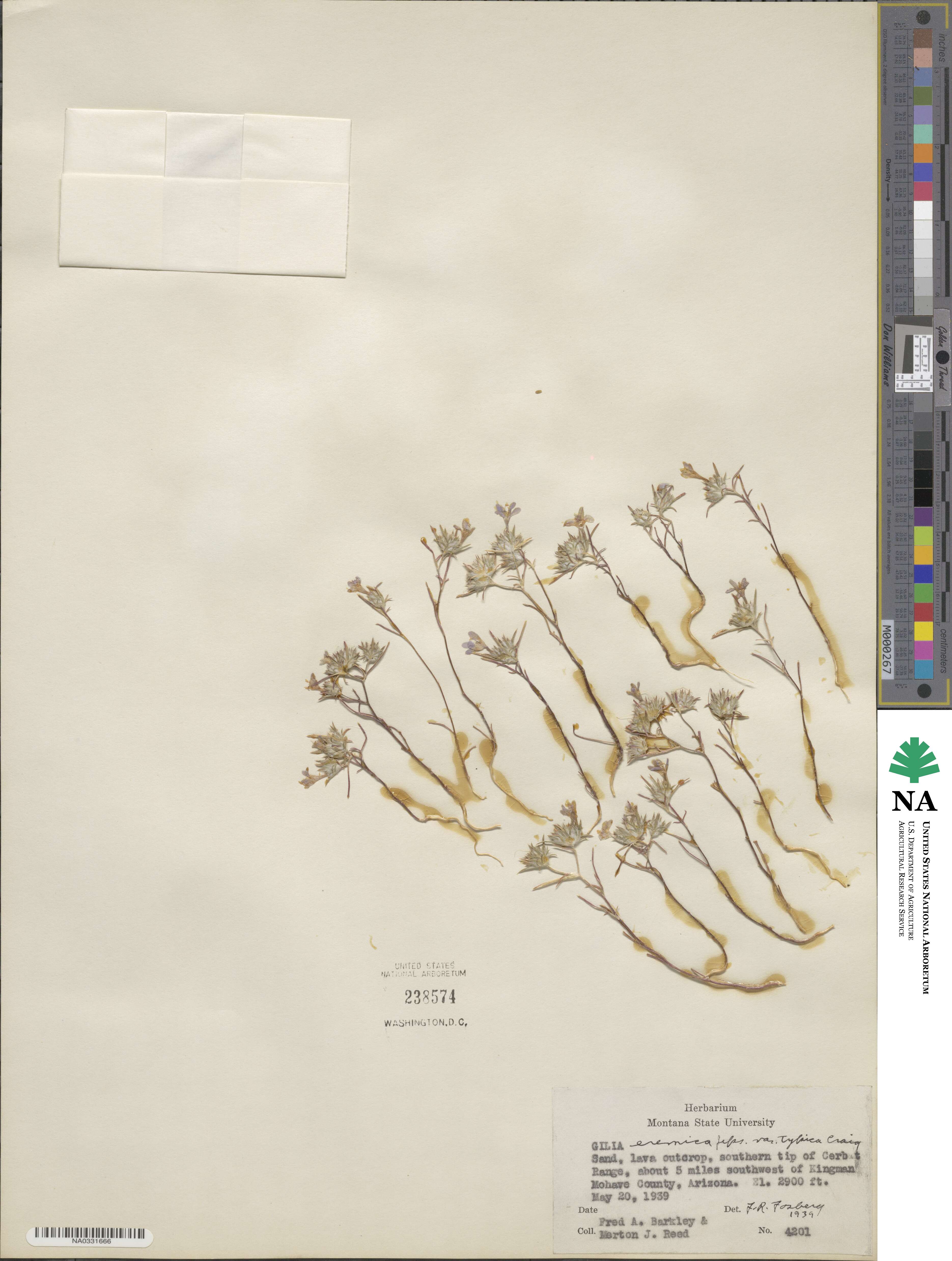 Eriastrum eremicum subsp. eremicum image