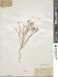 Eriastrum eremicum subsp. eremicum image