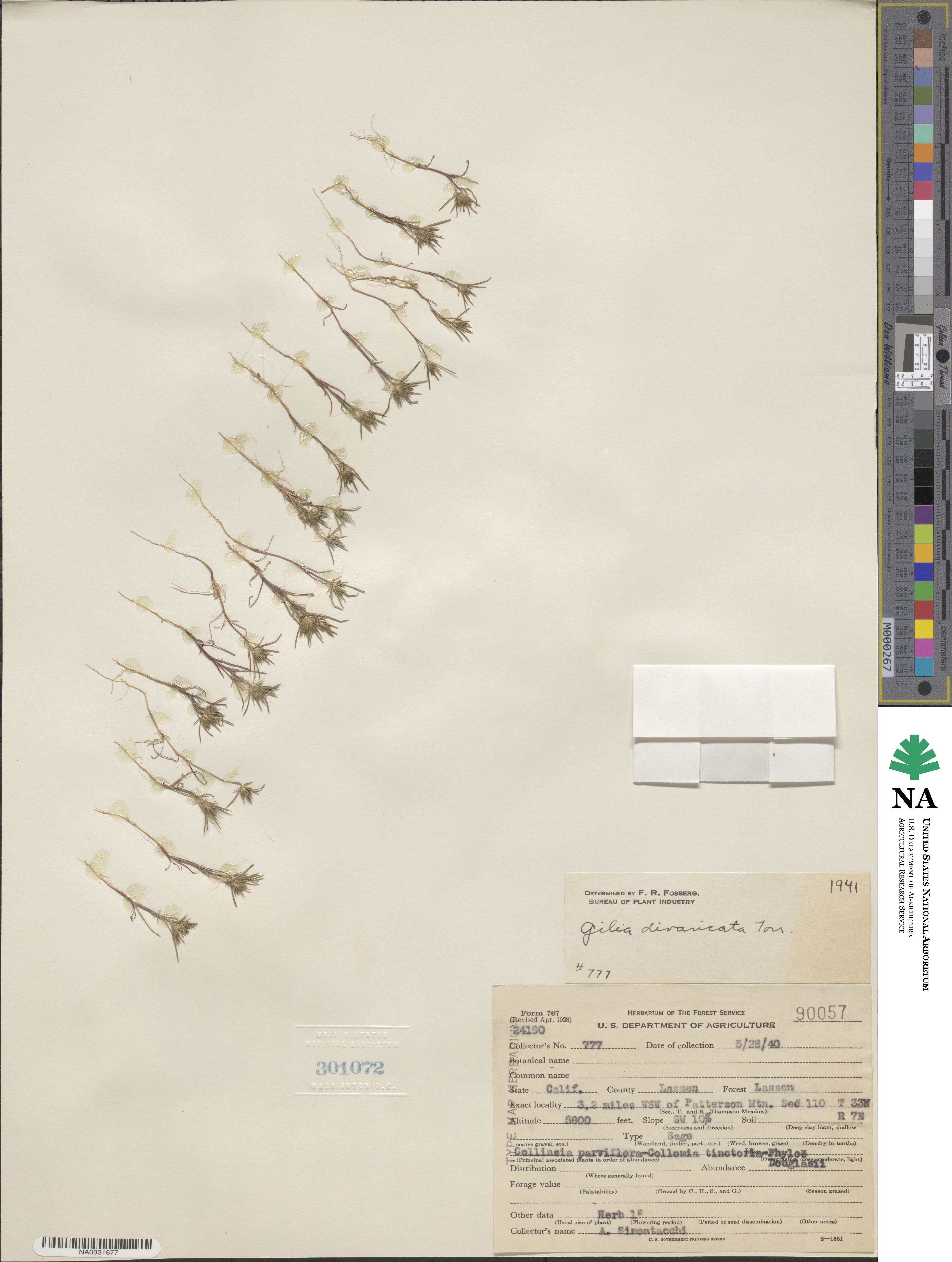 Gilia divaricata image